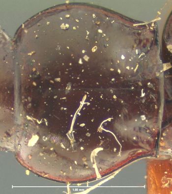 Media type: image;   Entomology 16289 Aspect: pronotum dorsal